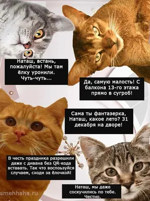 Самые смешные фото котов, которые наделали шума в интернете