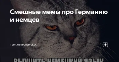 Симпатичные Смешные Немецкие Овчарки Носить Кошачье Ухо Оголовье — стоковые  фотографии и другие картинки Без людей - iStock