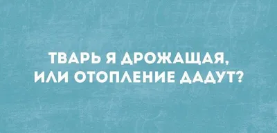 Милейшие❤️ ожидания отопления в квартирах кошками❤️, улыбнитесь! | Призма  жизни | Дзен