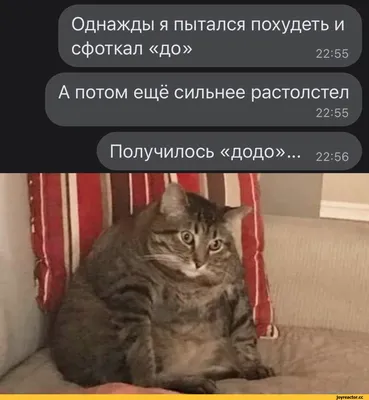 Картинки похудение смешные про диету