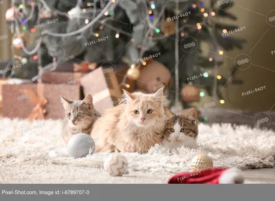 Смешные и милые подарки, которые дарят друг другу Виндзоры на Рождество |  Кошка в короне | Дзен