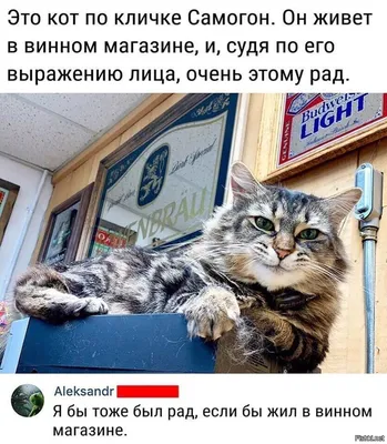 Пин на доске Цитаты