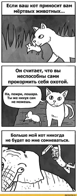 забота :: саня :: котэ (прикольные картинки с кошками) / смешные картинки и  другие приколы: комиксы, гиф анимация, видео, лучший интеллектуальный юмор.