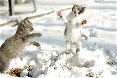 Человек, помогай весне - ешь снег! Желтый снег - не ешь!\" Смешные котики |  Которадуга | Дзен