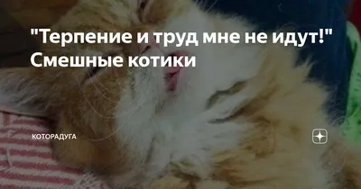 Терпение и труд мне не идут!\" Смешные котики | Которадуга | Дзен