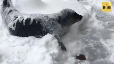 Люди больше не услышат наши юные …» — создано в Шедевруме