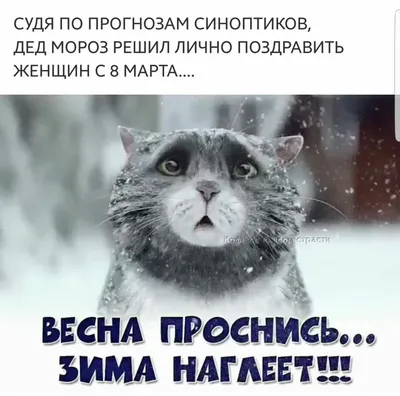 Смешные картинки вика