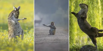 Сын... Ой, кот маминой подруги | Пикабу