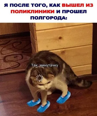 Наклейка на авто Прикольный смешной ржачный кот cat - купить по выгодным  ценам в интернет-магазине OZON (709290751)