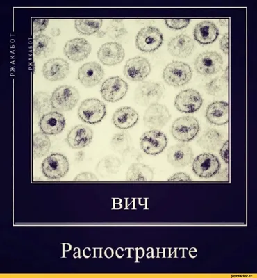 Пин от пользователя Женя на доске Ржака | Смешные поговорки, Смешные  высказывания, Самые смешные цитаты