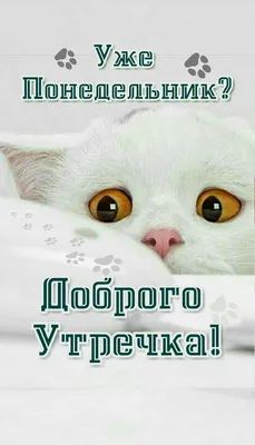 Доброе утро понедельника картинки прикольные смешные