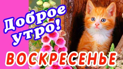 🎺 УРА ВОСКРЕСЕНЬЕ! 🎺 ДОБРОГО УТРА / ДОБРОЕ УТРО / С ДОБРЫМ УТРОМ / ДОБРОГО  УТРА ЛЮБИМОЙ / КАРТИНКИ - YouTube