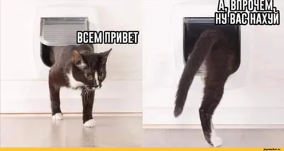 Смешные фото кошек. Коты и кошки рассмешат каждого! 😹Интересная и  занимательная информация про кошек 🐈 | Все про кошек | Дзен