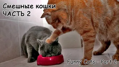 Смешные коты, кошки, котята: обои, картинки и фото - wallpapers cats.