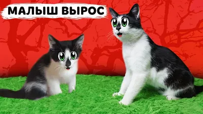 Смешные коты