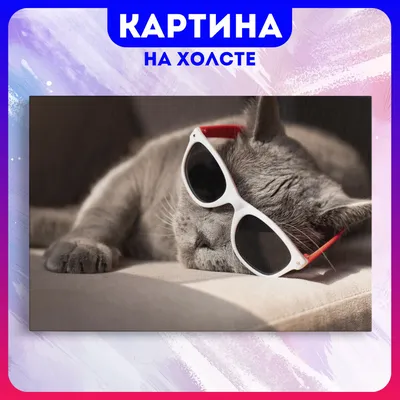 Самые смешные котики - 70 фото