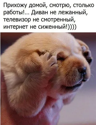 Смейся до слёз :D | Смешно, Кошачьи цитаты, Смешные высказывания