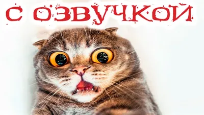 Приколы с котами! Смешные коты с ОЗВУЧКОЙ! СМЕШНЫЕ ЖИВОТНЫЕ 2022! Засмеялся  проиграл – Доми шоу - YouTube