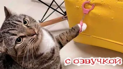 ПРИКОЛЫ С КОТАМИ! Смешные ЖИВОТНЫЕ с озвучкой! Смешные коты! | Domi show |  Дзен