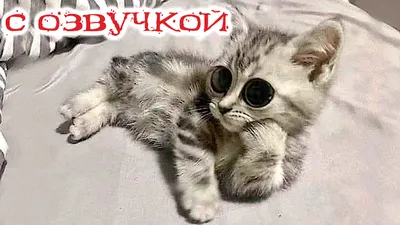 Приколы с котами! Самая смешная озвучка животных! Смешные кошки и собаки! |  Domi show | Дзен