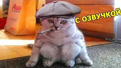 СМЕШНАЯ ОЗВУЧКА ЖИВОТНЫХ😹ПРИКОЛЫ ПРО КОТОВ и СОБАК - YouTube