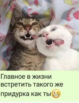 КотоФото - Милашные котики в картинках | Анекдоты , картинки - для поднятия  настроения | Дзен