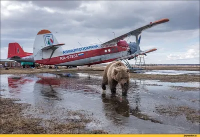 Самолёт в процессе сборки / МС-21 :: фото :: самолет / смешные картинки и  другие приколы: комиксы, гиф анимация, видео, лучший интеллектуальный юмор.