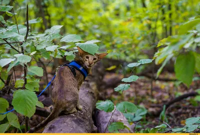 Скоро лето / лес :: Природа (красивые фото природы: моря, озера, леса) ::  Ориентальная кошка :: лето :: котэ (прикольные картинки с кошками) / смешные  картинки и другие приколы: комиксы, гиф анимация, видео, лучший  интеллектуальный юмор.