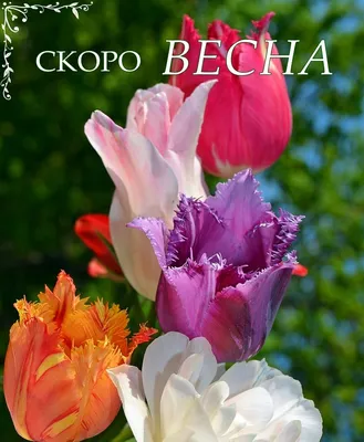 Скоро весна - красивые картинки (50 открыток)