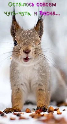 Pin by Светлана on Скоро Весна... | Cute squirrel, Funny animals, Animals  beautiful