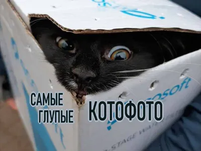 смешные картинки со смыслом｜TikTok Search