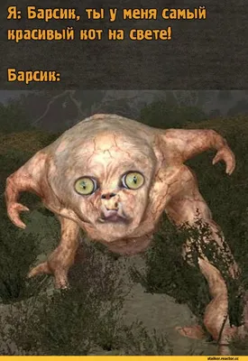 Я: Барсин, ты у меня самый красивый кот на свете! Барсик: / s.t.a.l.k.e.r  :: смешные картинки (фото приколы) :: Игры :: фэндомы / картинки, гифки,  прикольные комиксы, интересные статьи по теме.