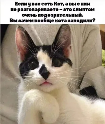 Telegram: Contact @memsescat | Милые котики, Котята, Смешные фотографии  животных