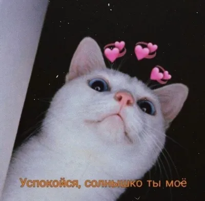 Успокойся, солнышко моё | Cute love memes, Cute cat memes, Cute memes