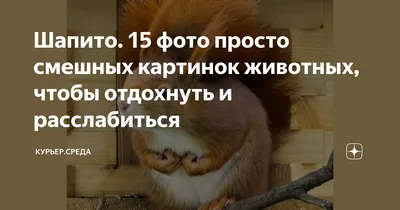 Шапито. 15 фото просто смешных картинок животных, чтобы отдохнуть и  расслабиться | Курьер.Среда | Дзен