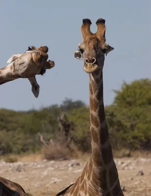 Появились самые смешные фото животных от финалистов конкурса Comedy  Wildlife Photography Awards 2023 - МЕТА