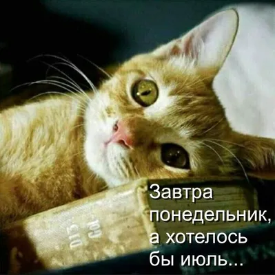 Завтра понедельник, а хотелось бы июль... | Quotes for book lovers, Famous  book quotes, Animal memes