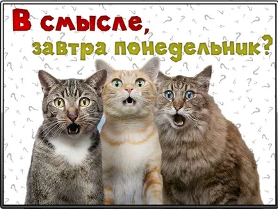 Ура! Суббота! — Бесплатные открытки и анимация | Смешные шутки, Открытки,  Смешно