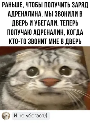 Наклейки стикеры животные мемы Коти, Коты, Кошки, Cats А4 Geek On 64473054  купить за 217 ₽ в интернет-магазине Wildberries