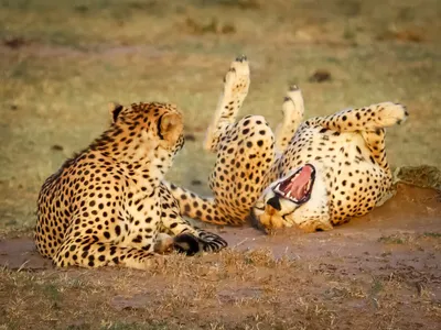 Comedy Wildlife Photography Awards 2021: смешные животные