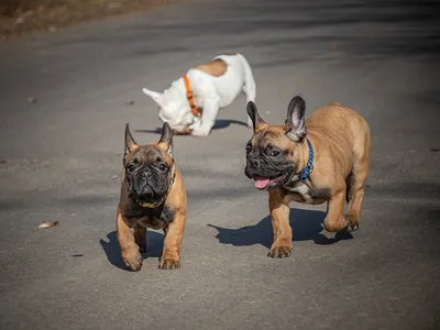 Comedy Pet Photo Awards (Великобритания): самые смешные фотографии домашних  питомцев 2021 (Comedy Pet Photo Awards, Великобритания) | 07.10.2022, ИноСМИ