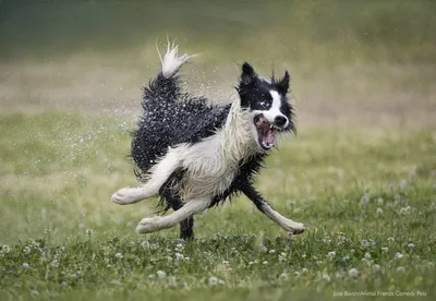 Comedy Wildlife Photography Awards 2021: смешные животные