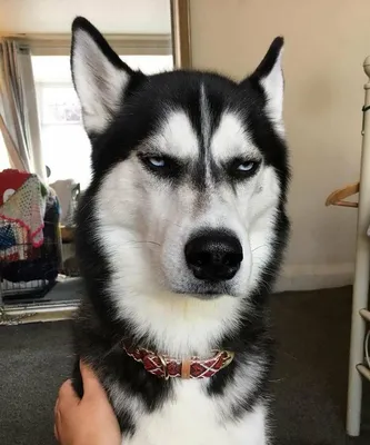 Pin by Анастасия on Хаски | Husky memes, Husky funny, Cute husky