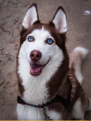 хаски (husky, сибирская хаски, сибирский хаски, ) :: питомец :: фото ::  собакен / смешные картинки и другие приколы: комиксы, гиф анимация, видео,  лучший интеллектуальный юмор.