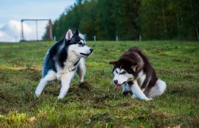 хаски (husky, сибирская хаски, сибирский хаски, ) :: фото приколы (новые и  лучшие приколы, самые смешные прикольные фотографии и юмор в картинках,  фишкинет) :: время :: собаки / смешные картинки и другие