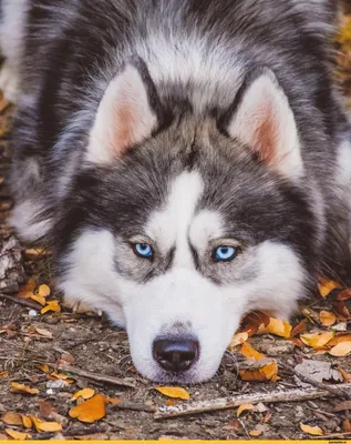 хаски (husky, сибирская хаски, сибирский хаски, ) :: под катом еще ::  просто фото :: собаки / смешные картинки и другие приколы: комиксы, гиф  анимация, видео, лучший интеллектуальный юмор.