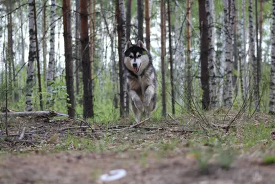 У моего друга ДР) / хаски (husky, сибирская хаски, сибирский хаски, ) ::  фото :: днище :: день рождения :: собака (собакен, песель, пес) / смешные  картинки и другие приколы: комиксы, гиф анимация, видео, лучший  интеллектуальный юмор.