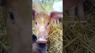 🐷😜🐷« А... МОЖЕТ - ПОШАЛИМ…» — создано в Шедевруме