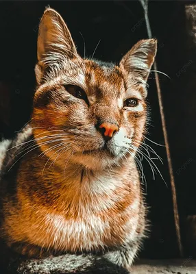 Чего хотят...кошки\" - смешные диалоги хозяйки с котом | Адекватное  родительство | Дзен