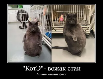 Самые смешные котики - 70 фото